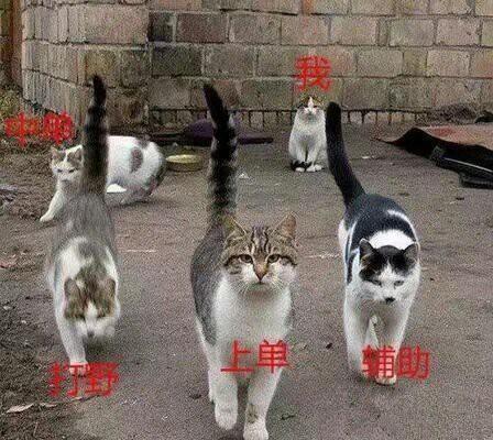 娱乐吃瓜酱牛奶猫,揭秘牛奶猫的神秘魅力  第2张